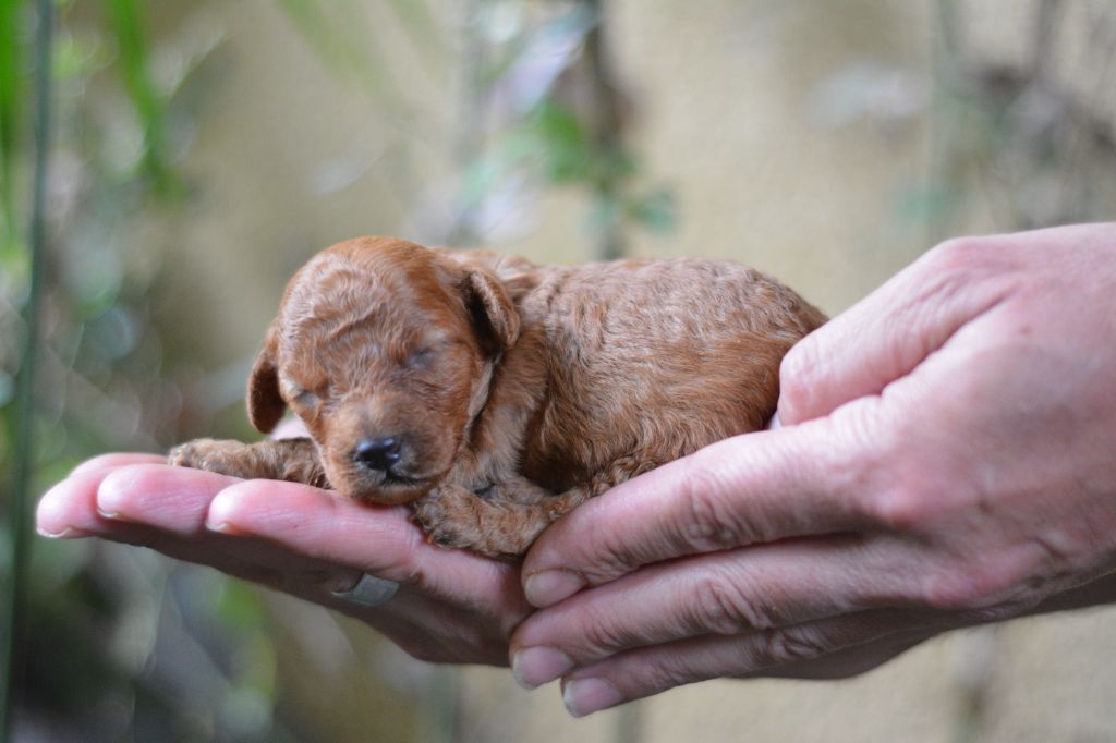 Of Aveburry Queen - Chiot disponible  - Caniche