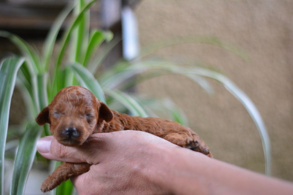 Of Aveburry Queen - Chiot disponible  - Caniche