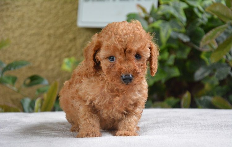 Of Aveburry Queen - Chiot disponible  - Caniche
