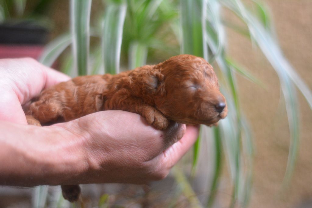 Of Aveburry Queen - Chiot disponible  - Caniche