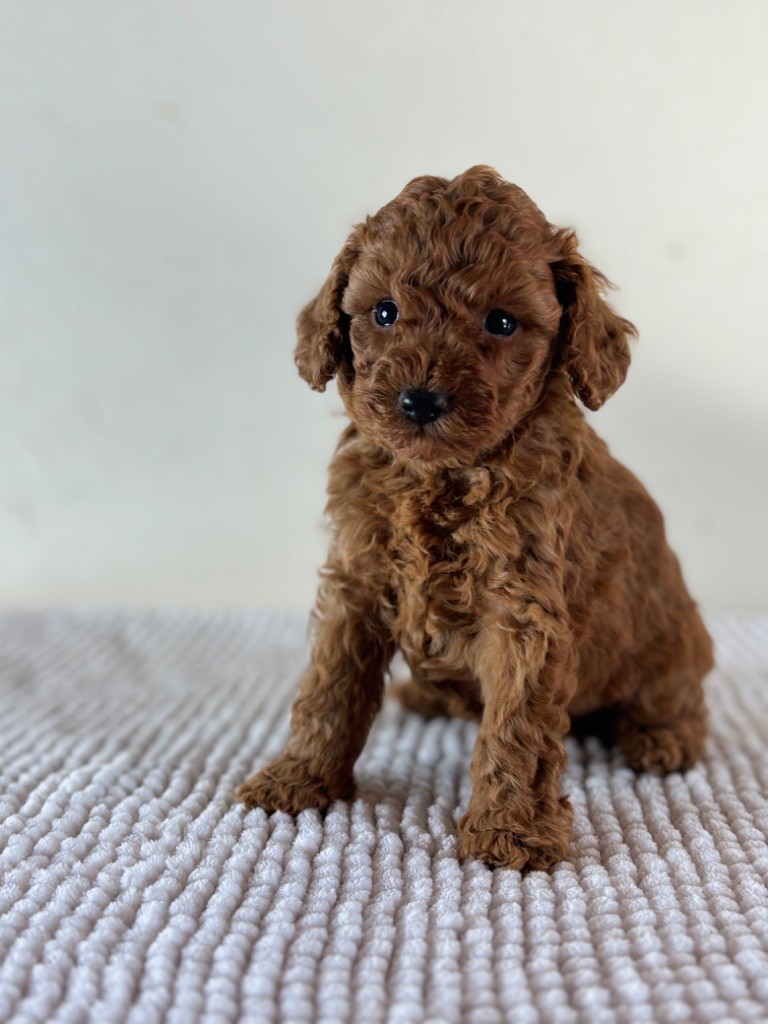 chiot Caniche Of Aveburry Queen