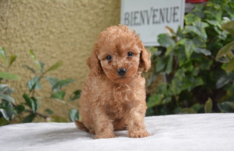 Of Aveburry Queen - Chiot disponible  - Caniche