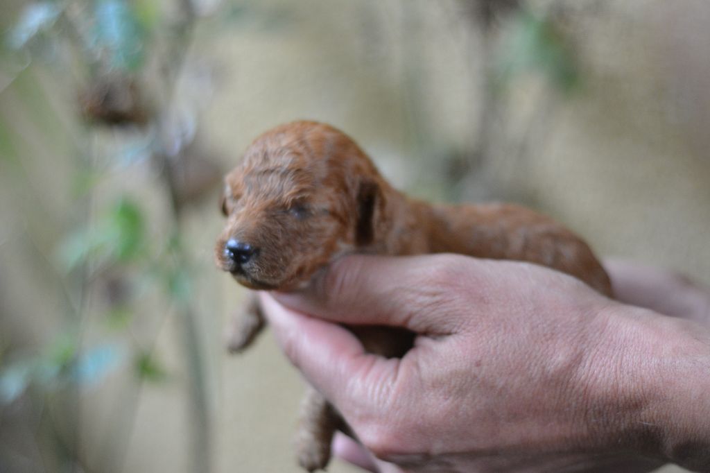 Of Aveburry Queen - Chiot disponible  - Caniche