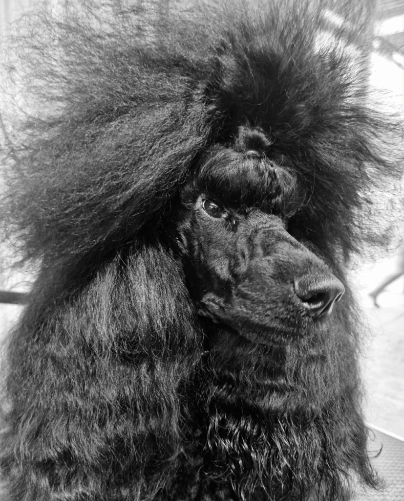 Zadatis Ultimate queen