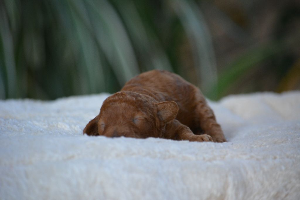 Of Aveburry Queen - Chiots disponibles - Caniche