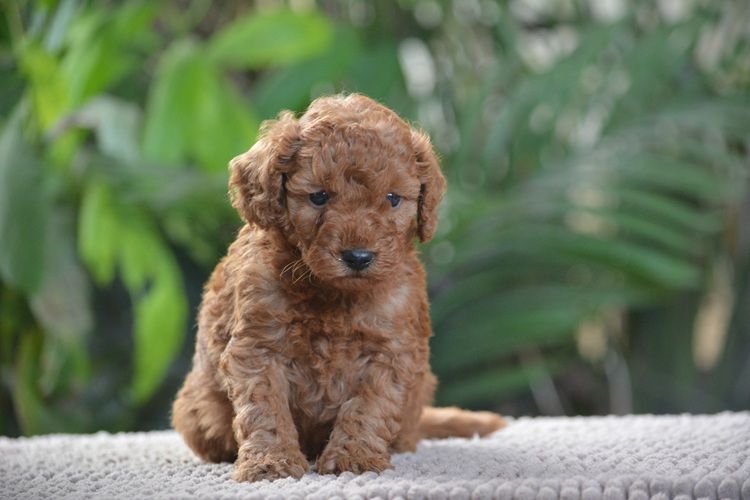 Of Aveburry Queen - Caniche - Portée née le 11/10/2025