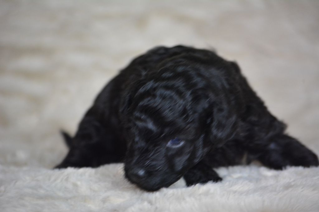 Of Aveburry Queen - Chiots disponibles - Caniche