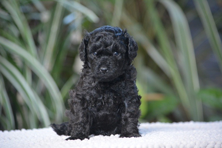 Of Aveburry Queen - Chiots disponibles - Caniche