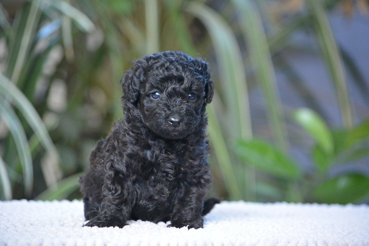Of Aveburry Queen - Chiots disponibles - Caniche