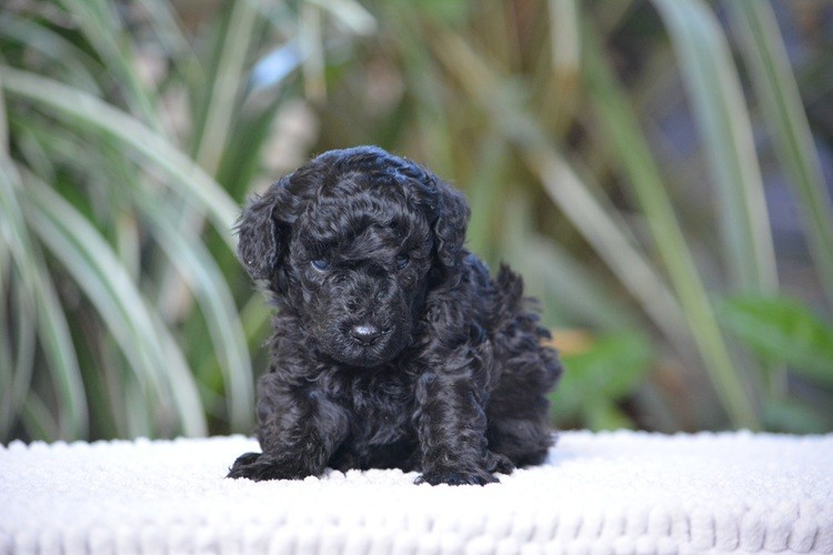 Of Aveburry Queen - Chiots disponibles - Caniche