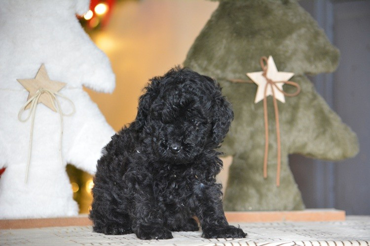 Of Aveburry Queen - Chiots disponibles - Caniche