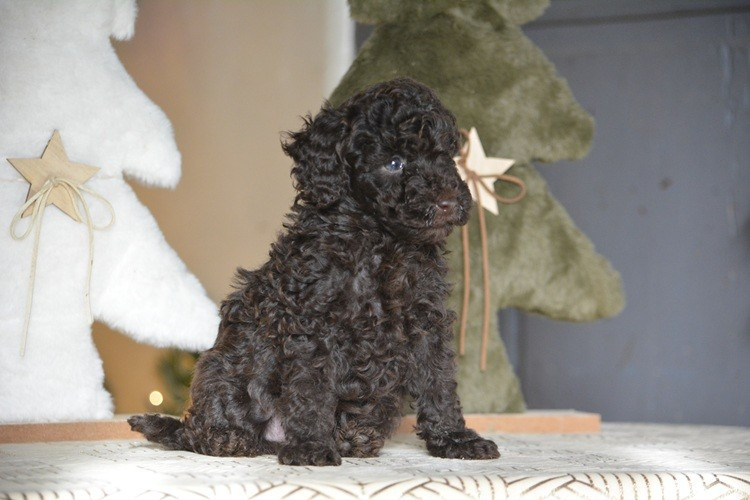 Of Aveburry Queen - Chiots disponibles - Caniche