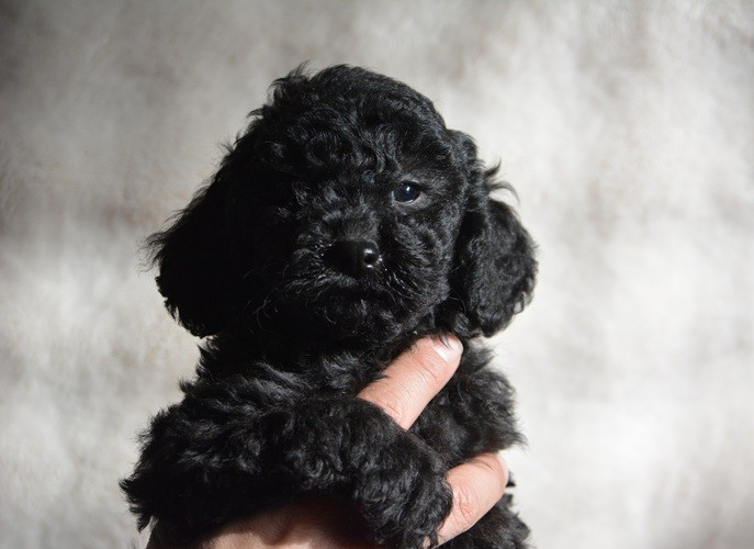 Of Aveburry Queen - Chiots disponibles - Caniche