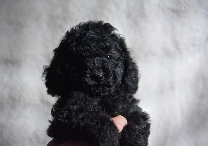 Of Aveburry Queen - Chiots disponibles - Caniche