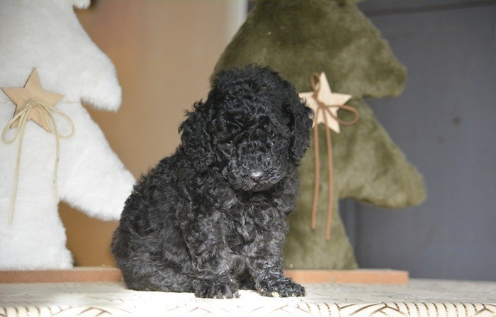 Chiot Caniche Of Aveburry Queen