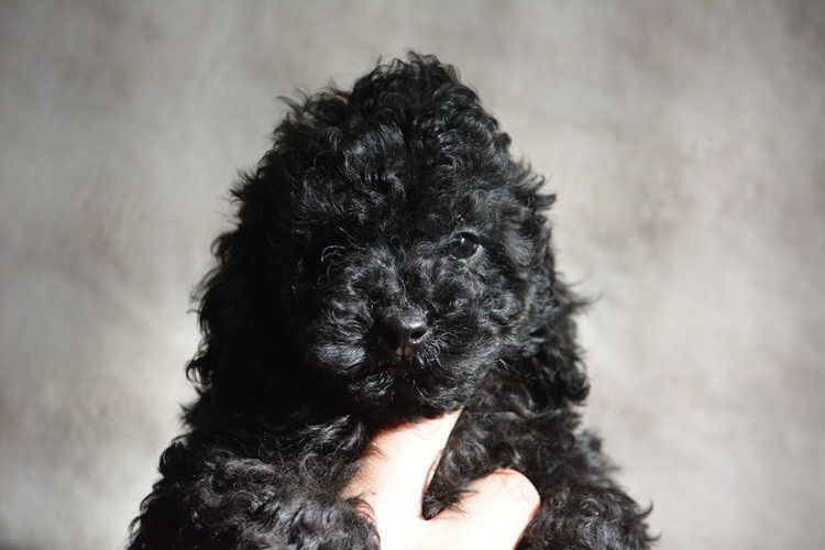 Of Aveburry Queen - Chiots disponibles - Caniche