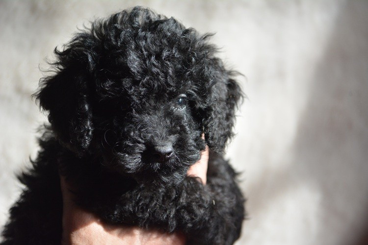 Of Aveburry Queen - Chiots disponibles - Caniche