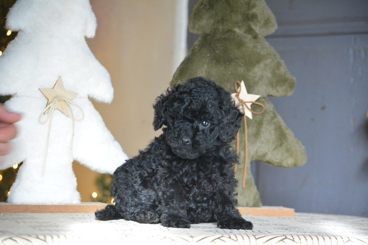 Chiot Caniche Of Aveburry Queen