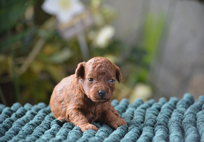 Of Aveburry Queen - Chiots disponibles - Caniche