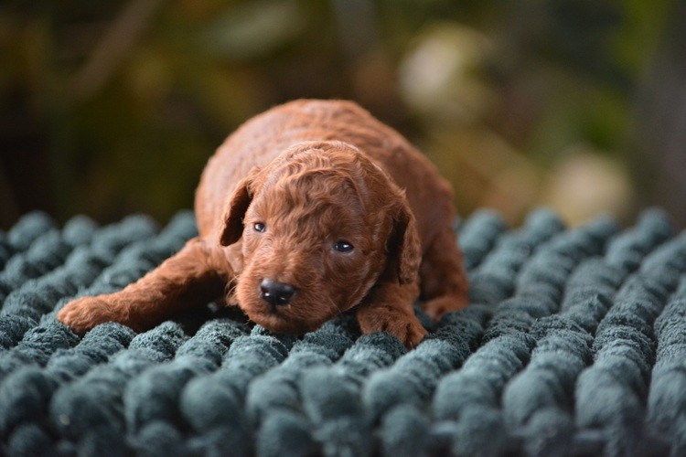 Of Aveburry Queen - Caniche - Portée née le 01/02/2026