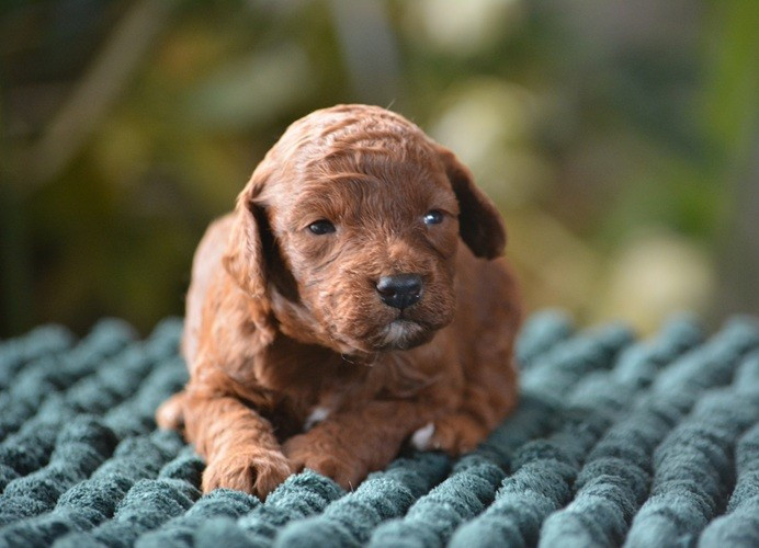 Of Aveburry Queen - Chiots disponibles - Caniche