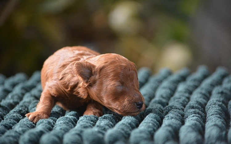 Of Aveburry Queen - Chiots disponibles - Caniche