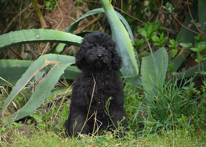 Of Aveburry Queen - Chiots disponibles - Caniche
