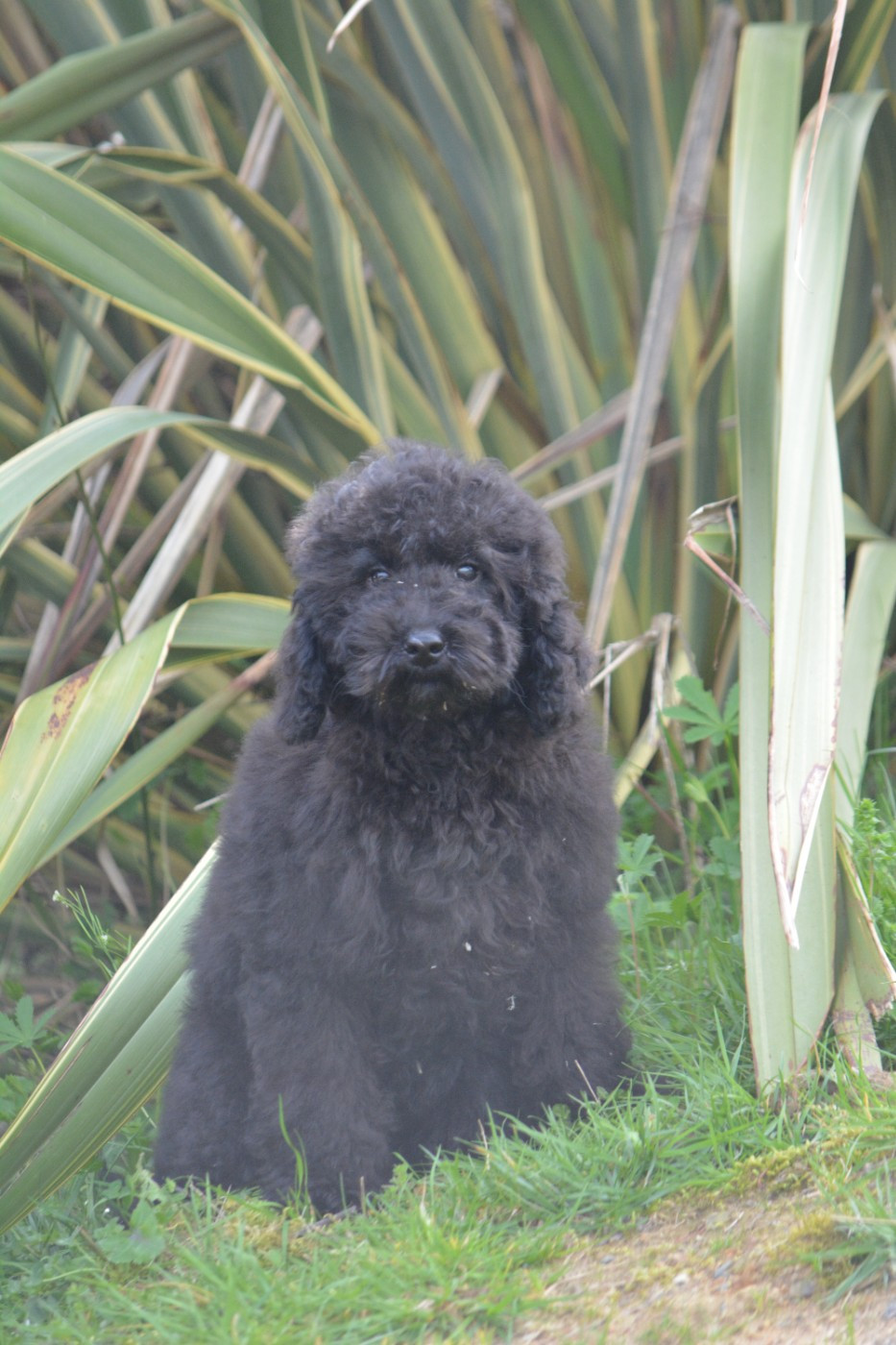 Of Aveburry Queen - Chiots disponibles - Caniche