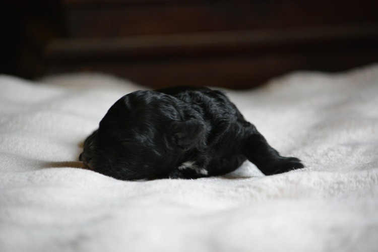 Of Aveburry Queen - Chiots disponibles - Caniche