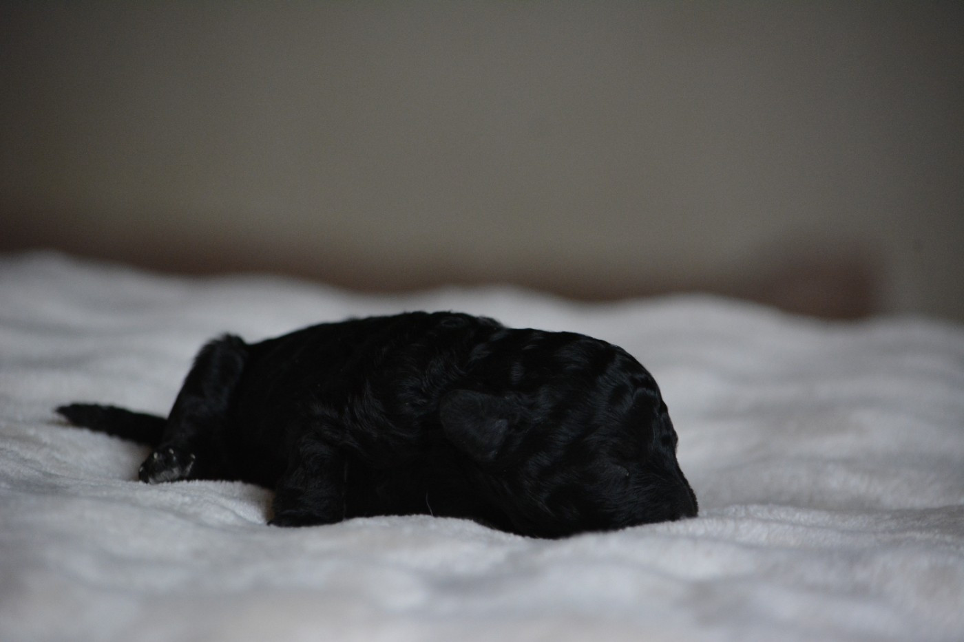 Of Aveburry Queen - Chiots disponibles - Caniche