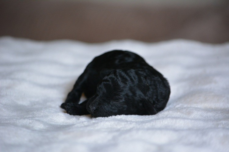 Of Aveburry Queen - Chiots disponibles - Caniche