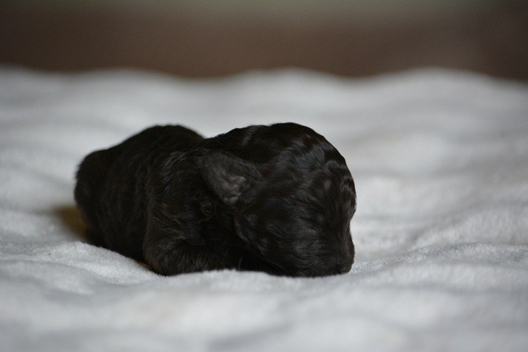 Of Aveburry Queen - Chiots disponibles - Caniche