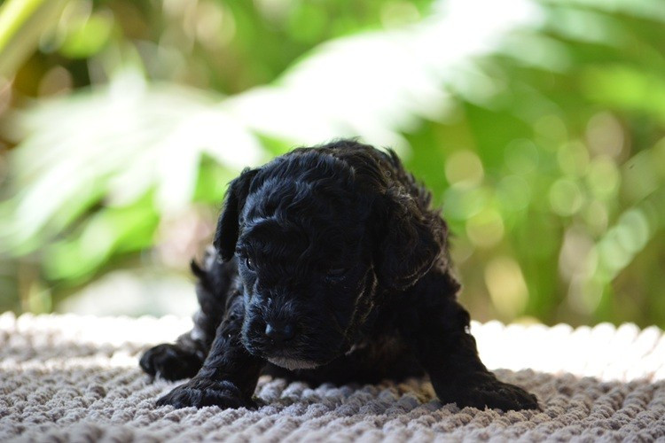 Of Aveburry Queen - Chiots disponibles - Caniche