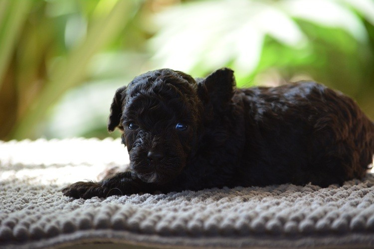Of Aveburry Queen - Chiots disponibles - Caniche