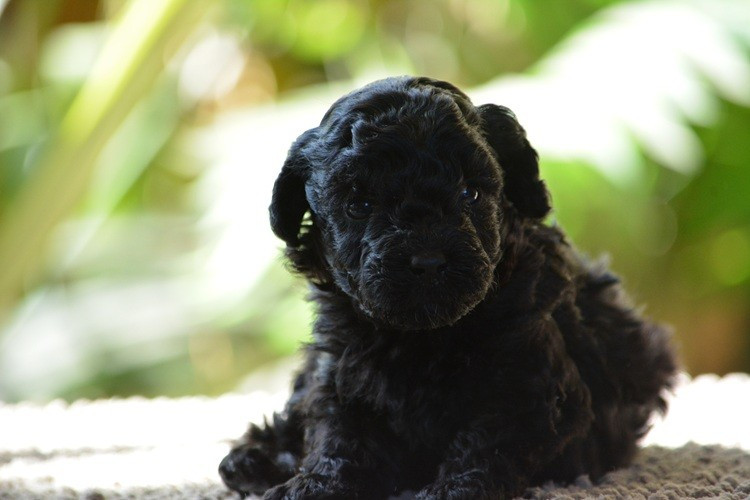 Of Aveburry Queen - Chiots disponibles - Caniche