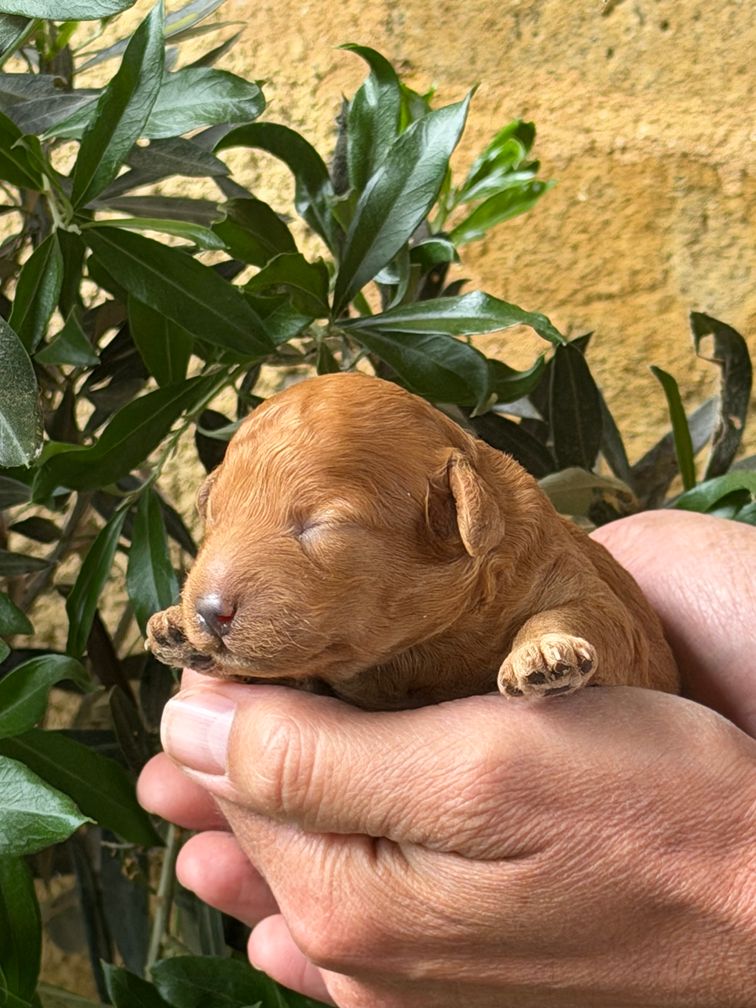 Of Aveburry Queen - Chiots disponibles - Caniche
