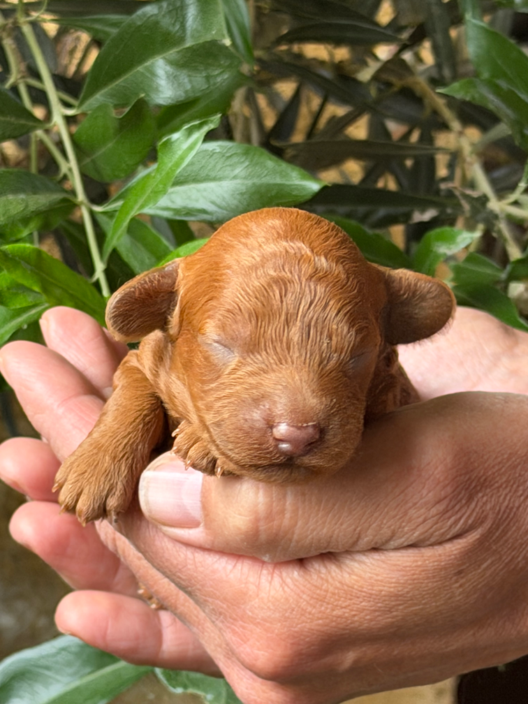 Of Aveburry Queen - Chiots disponibles - Caniche