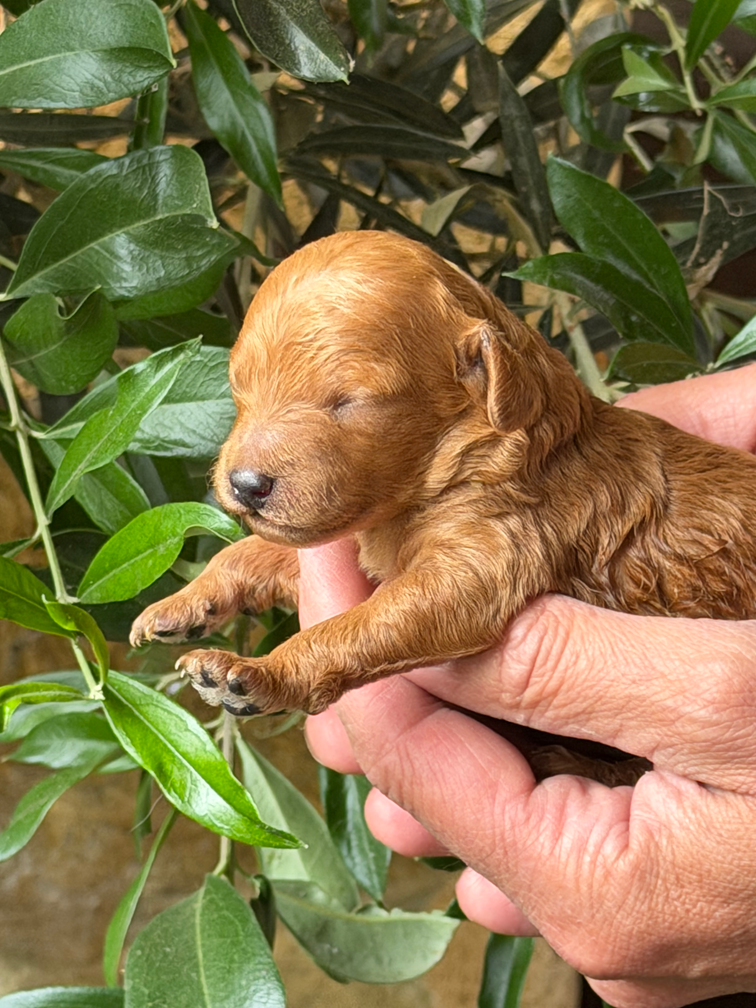 Of Aveburry Queen - Chiots disponibles - Caniche