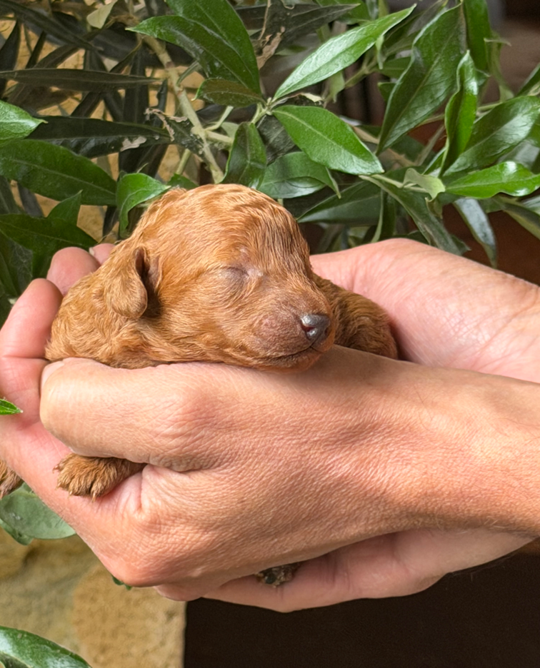 Of Aveburry Queen - Chiots disponibles - Caniche