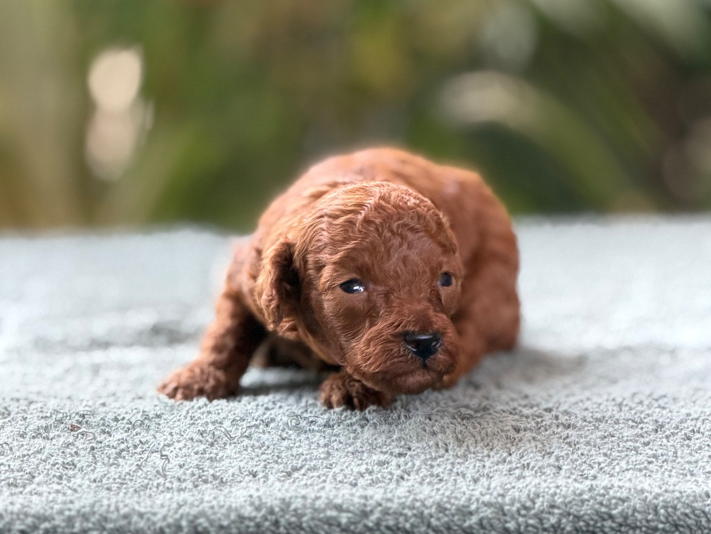 Of Aveburry Queen - Chiots disponibles - Caniche