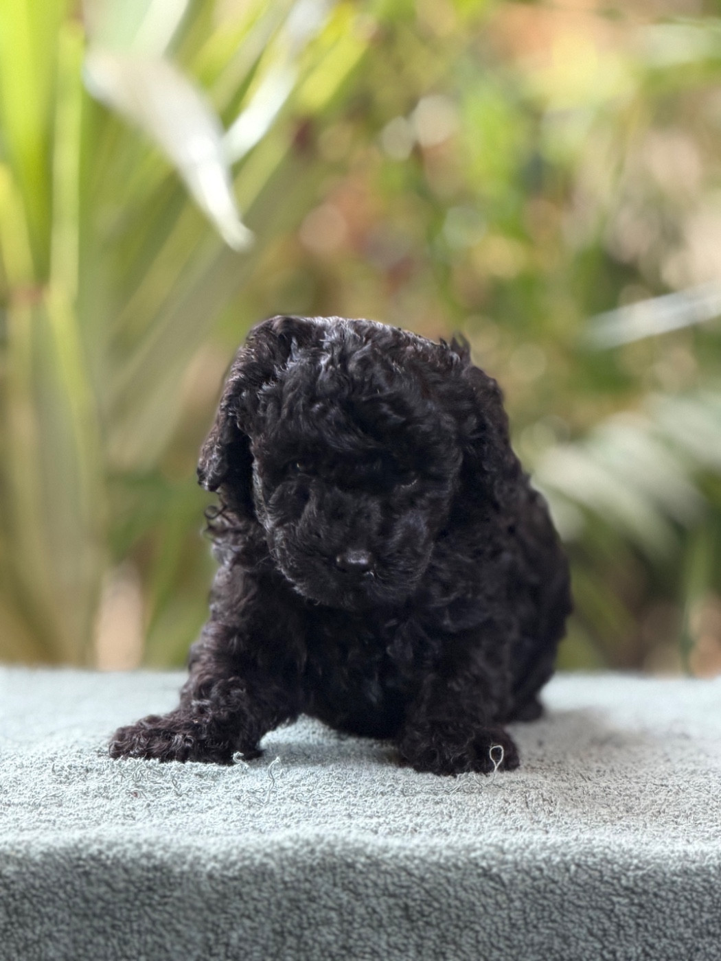 Of Aveburry Queen - Chiots disponibles - Caniche