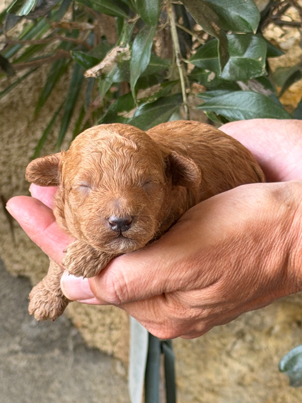 Of Aveburry Queen - Chiots disponibles - Caniche