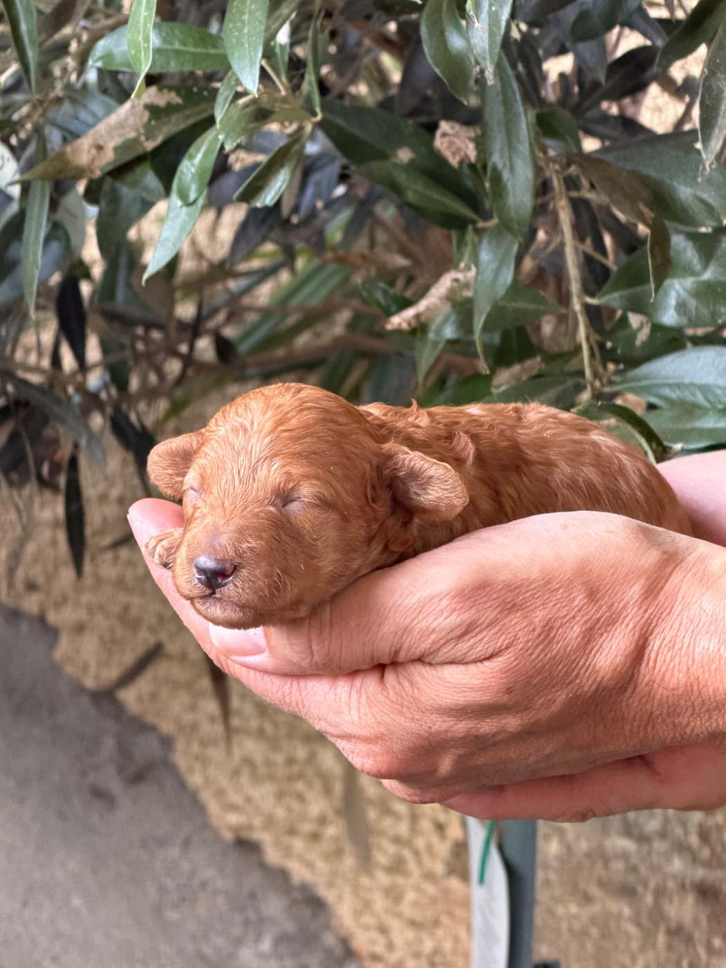 Of Aveburry Queen - Chiots disponibles - Caniche