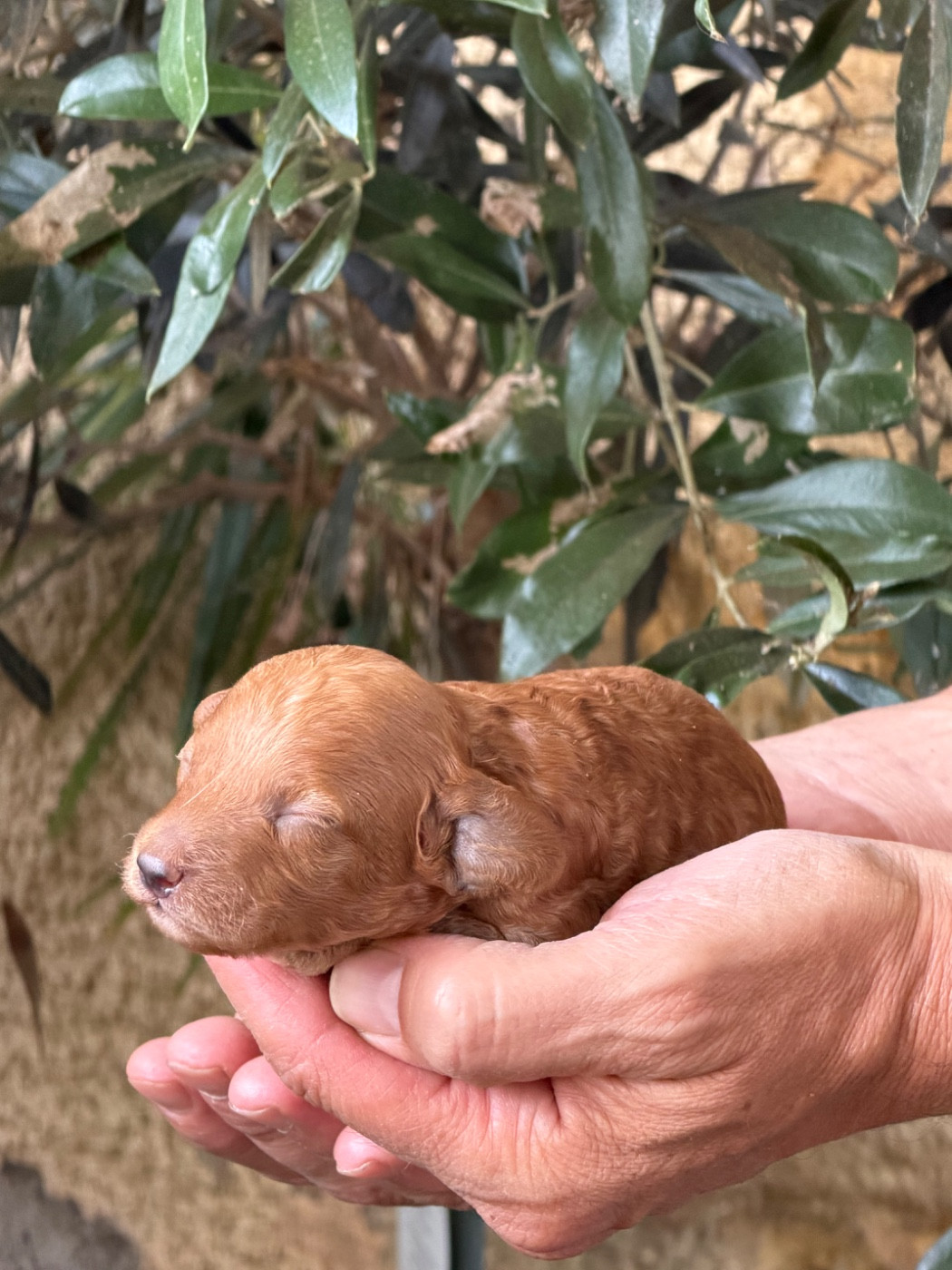 Of Aveburry Queen - Chiots disponibles - Caniche