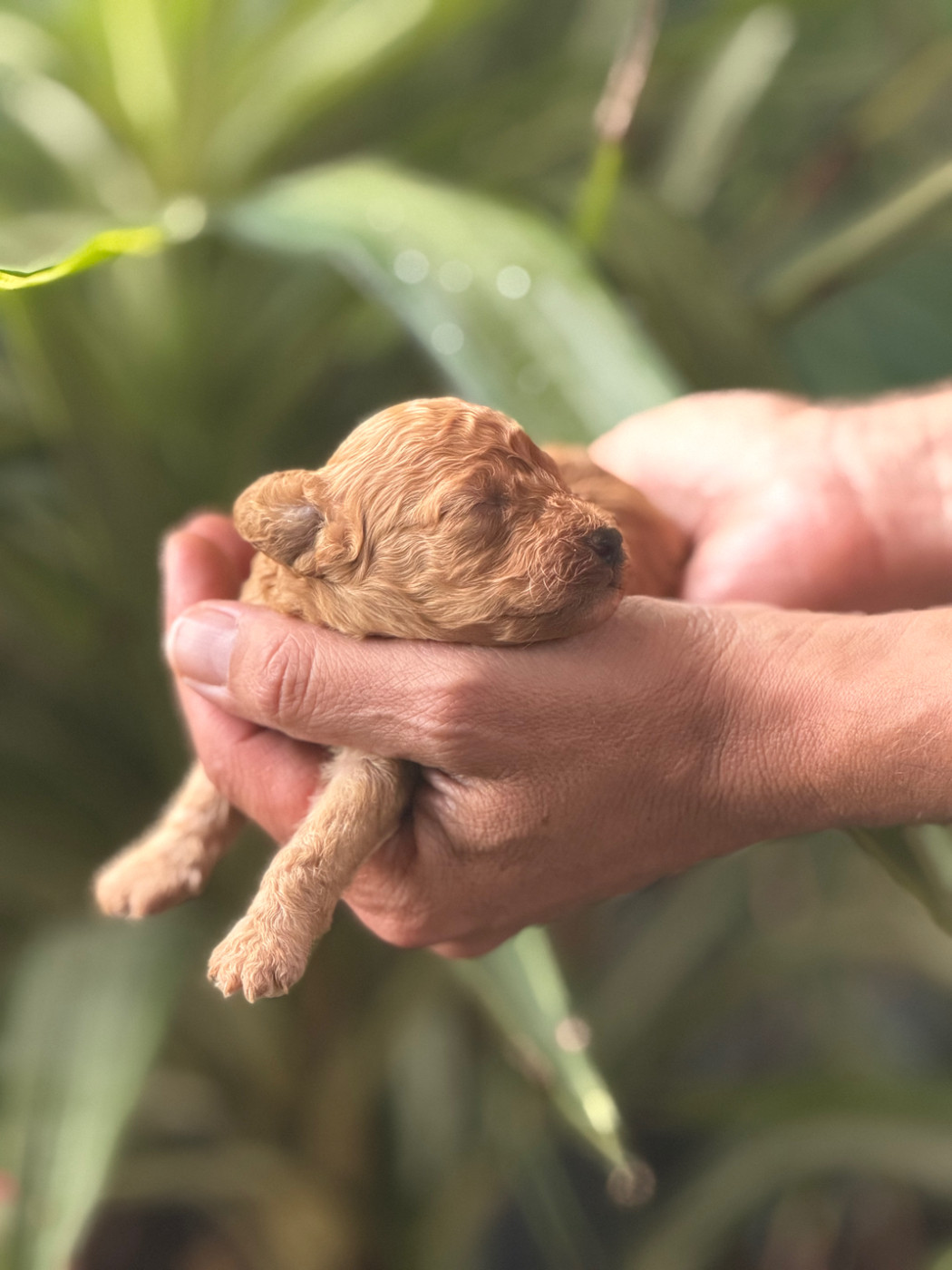 Of Aveburry Queen - Chiots disponibles - Caniche
