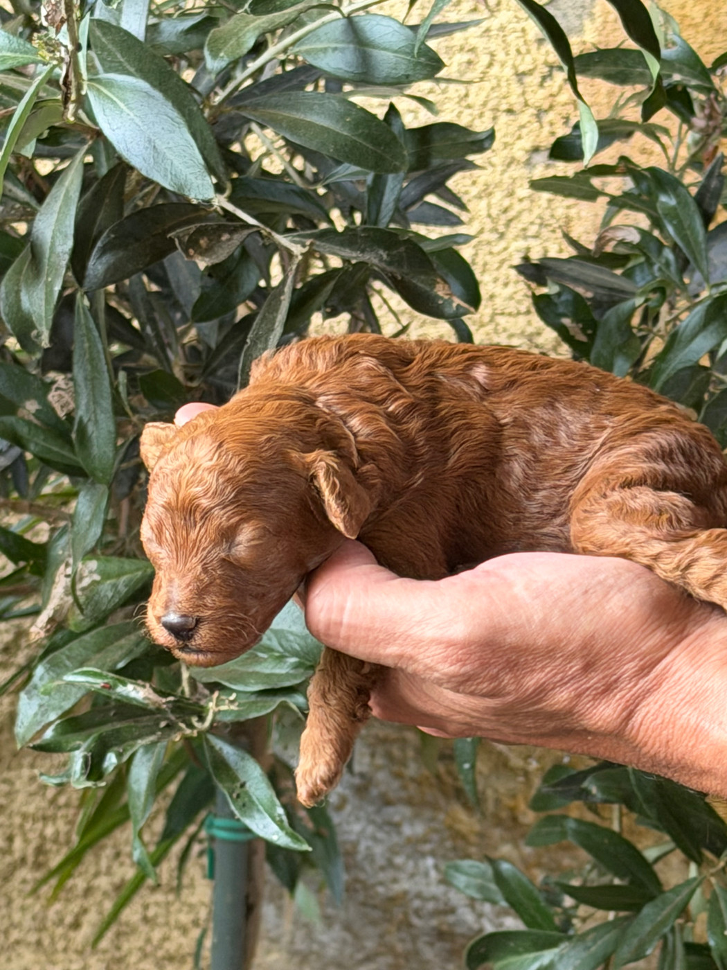 Of Aveburry Queen - Chiots disponibles - Caniche