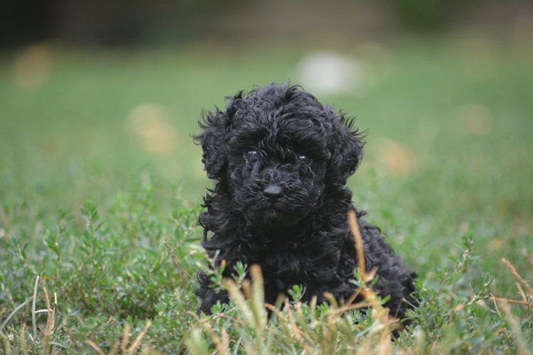 Of Aveburry Queen - Chiots disponibles - Caniche