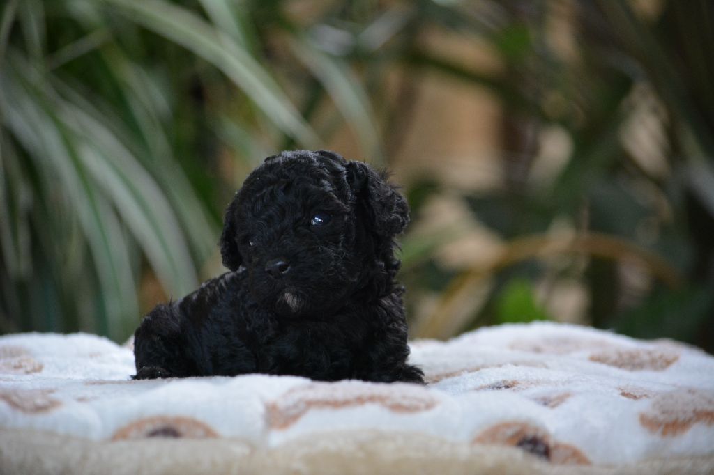 Of Aveburry Queen - Chiots disponibles - Caniche