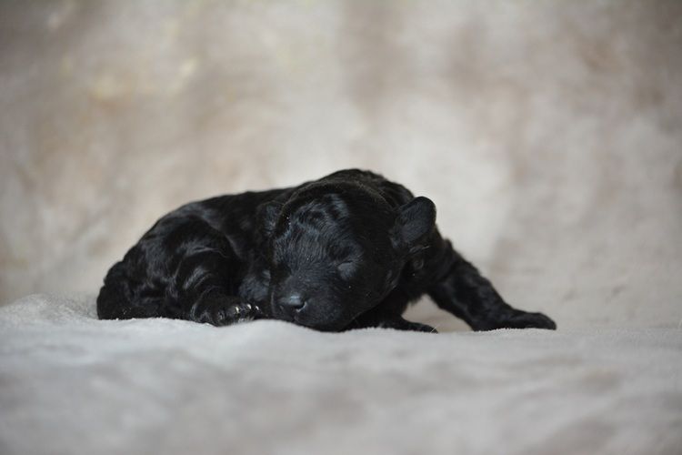 Of Aveburry Queen - Chiots disponibles - Caniche