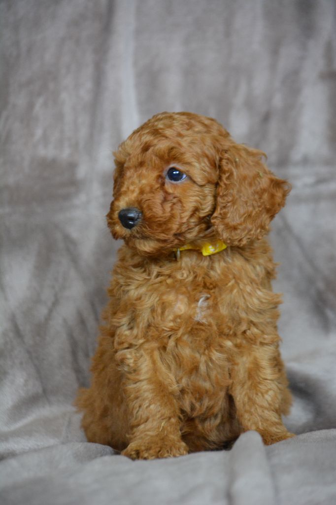 Of Aveburry Queen - Chiots disponibles - Caniche